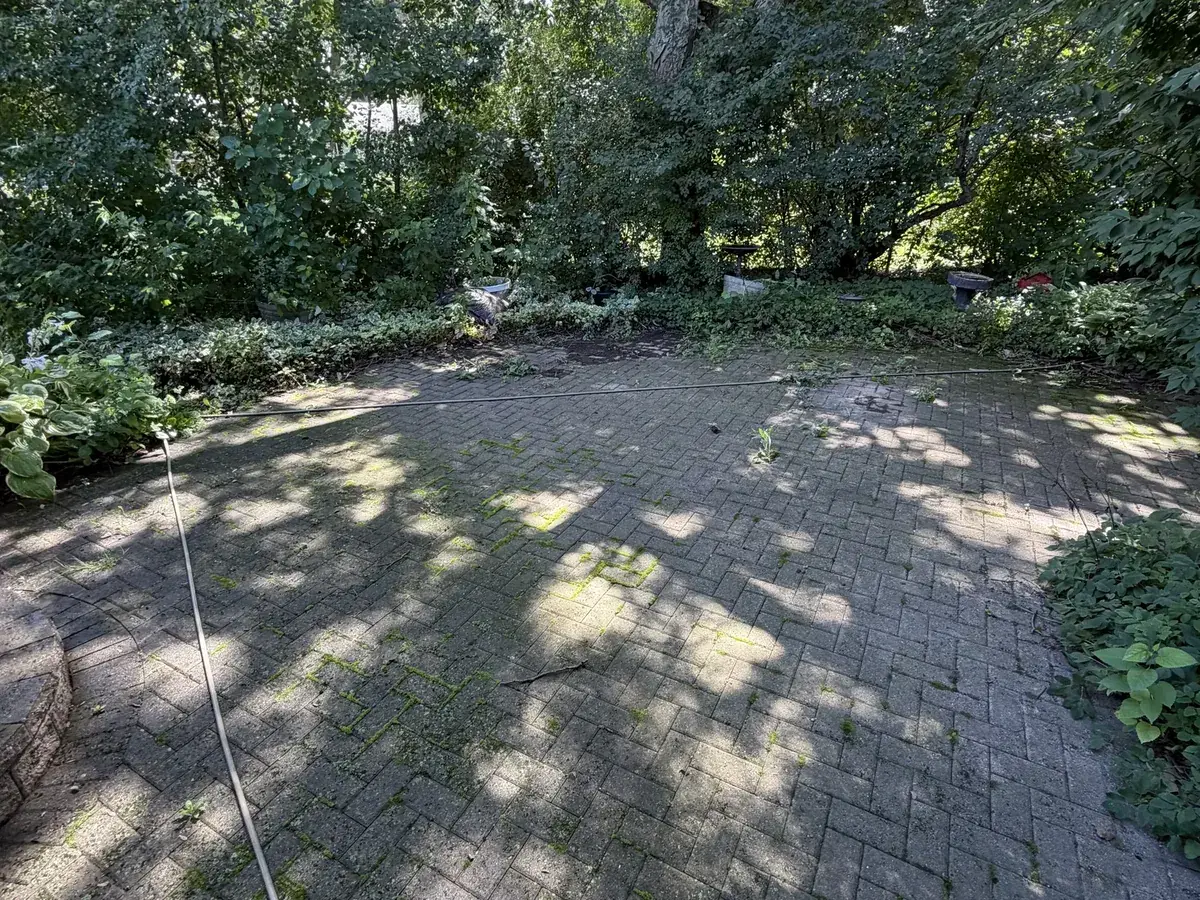 Herringbone brick patio before washing, the surface dark with moss and shaded leaf litter